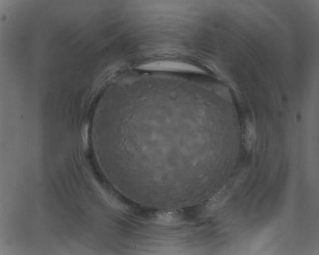 X0000068770070200605011037