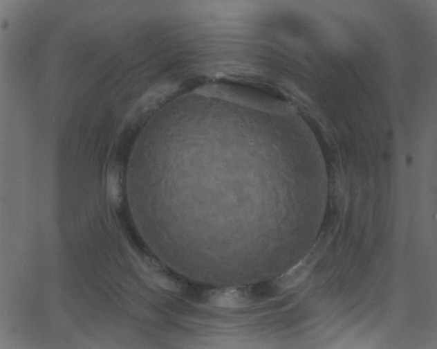 X0000068770074200605011037