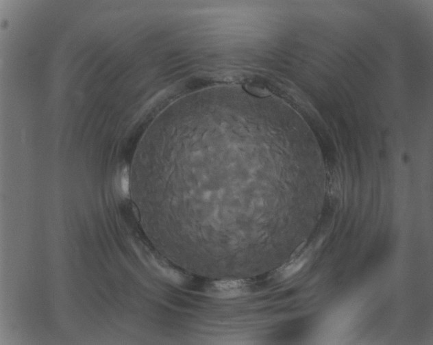 X0000068770095200605011038