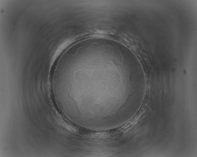 X0000068770102200605011037