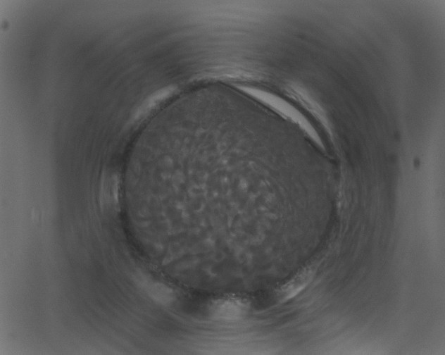 X0000068770115200605011037