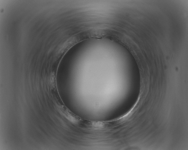 X0000068770144200605011036