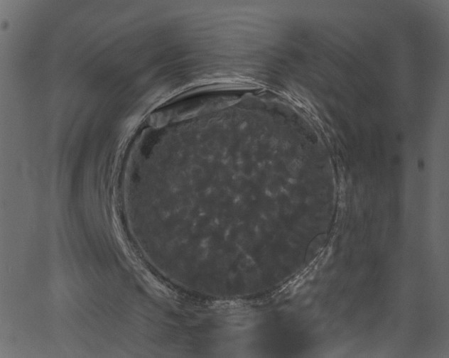 X0000068770145200605011036