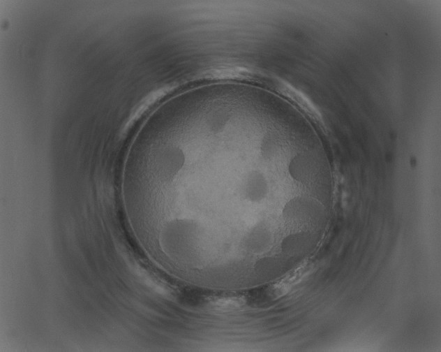 X0000068770155200605011036