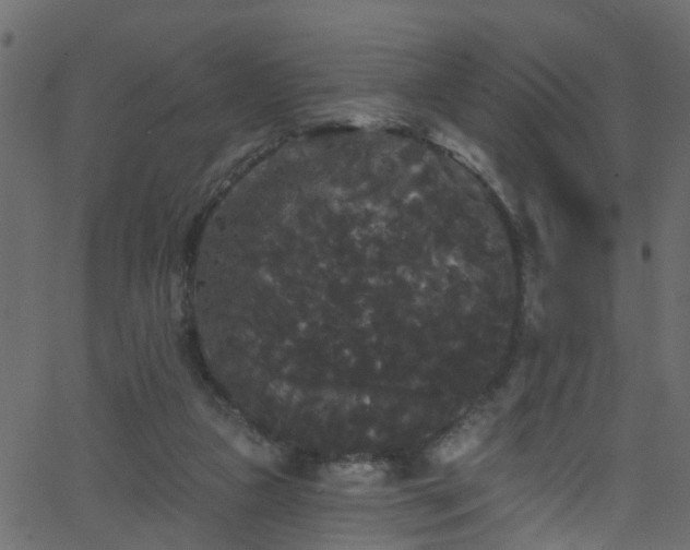 X0000068770161200605011036