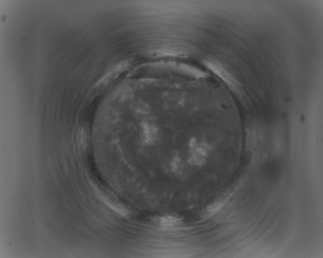 X0000068770165200605011036