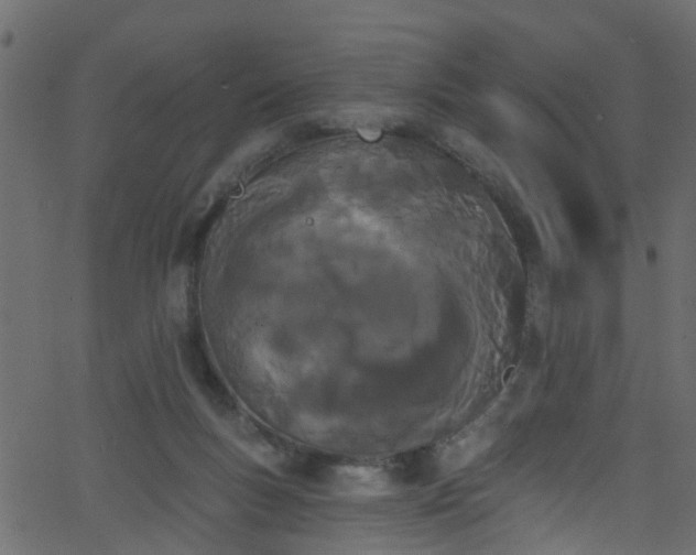 X0000068770167200605011036