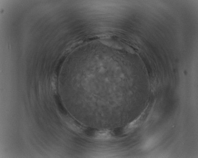 X0000068770175200605011036