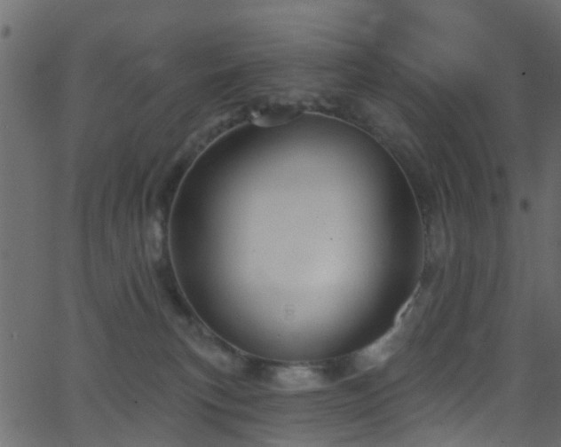 X0000068770183200605011036