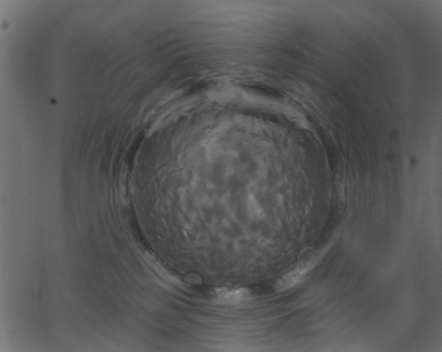 X0000068770185200605011036