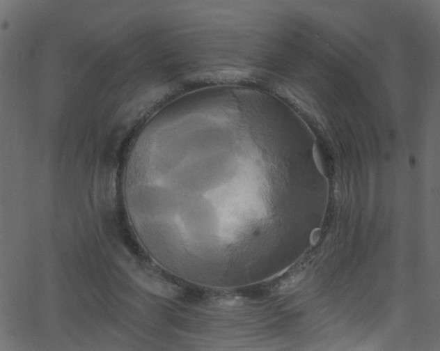 X0000068770206200605011035