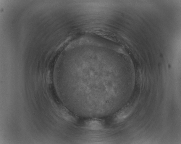 X0000068770224200605011035