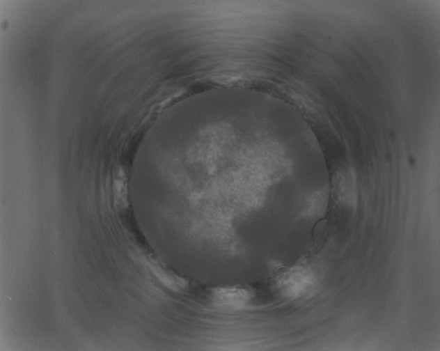 X0000068770234200605011035