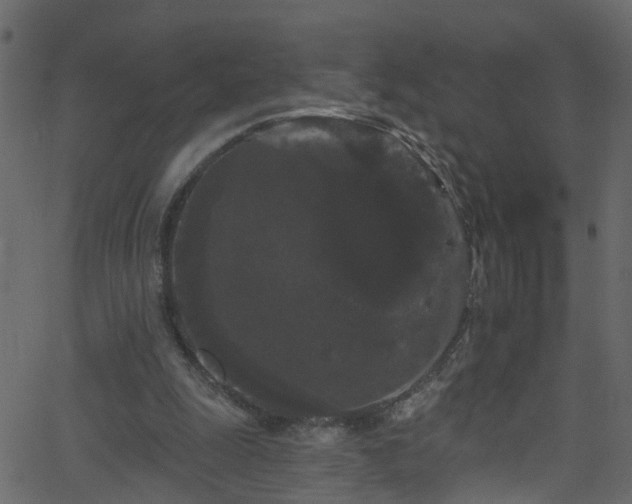 X0000068770247200605011034