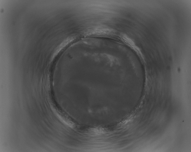 X0000068770250200605011034