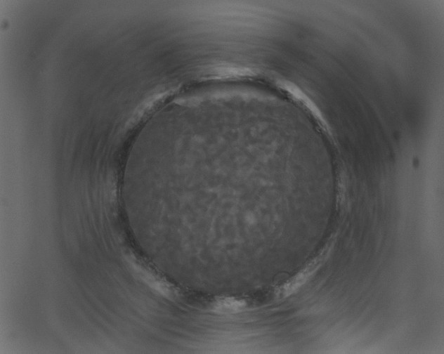 X0000068770257200605011034