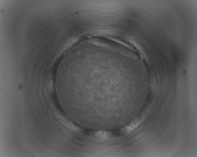 X0000068770261200605011034