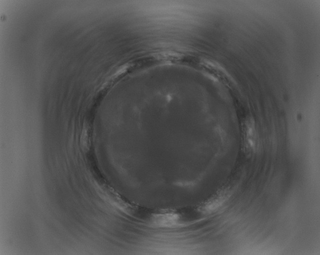 X0000068770266200605011034