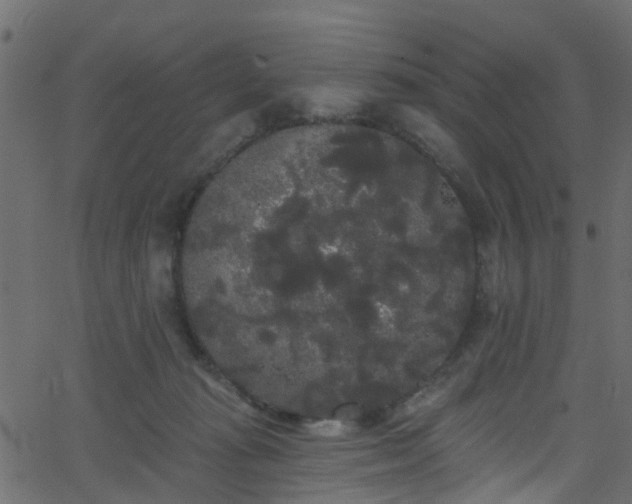 X0000068770269200605011034