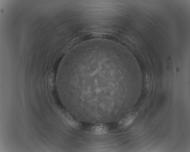 X0000068770275200605011035