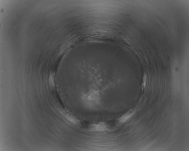 X0000068770286200605011035