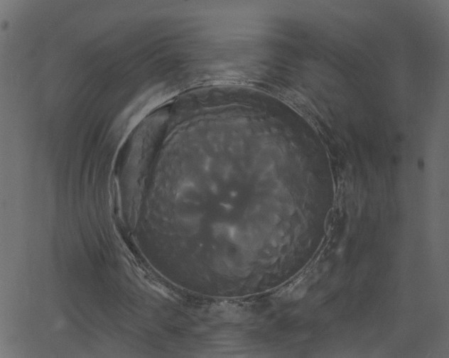 X0000068770290200605011034