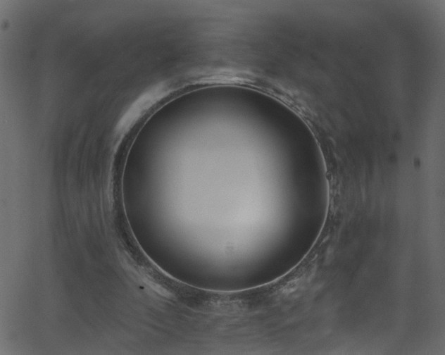 X0000068770296200605011034