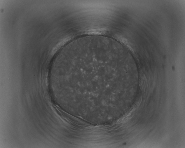 X0000068770299200605011034