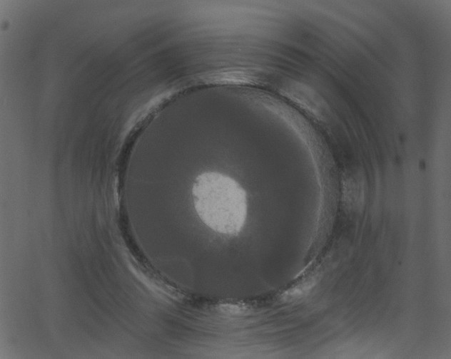 X0000068770302200605011034