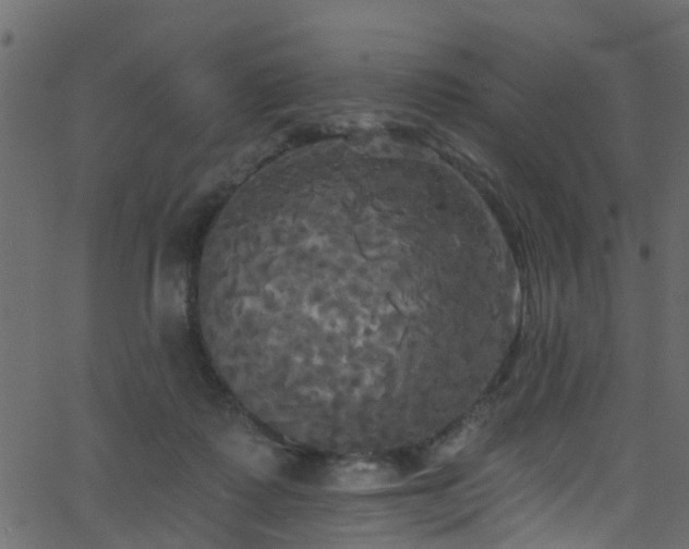 X0000068770315200605011034