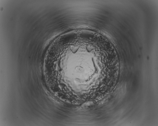 X0000068770345200605011032