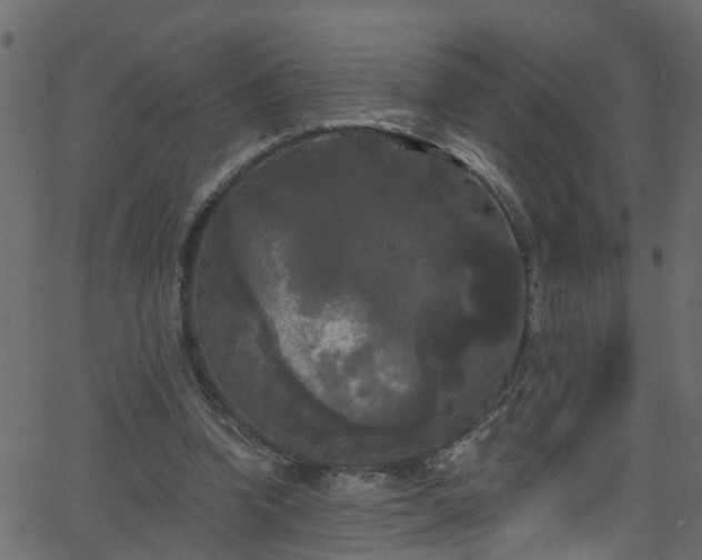 X0000068770346200605011032