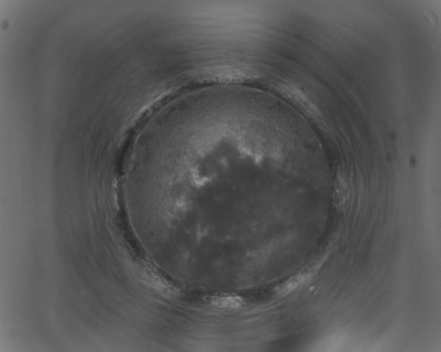 X0000068770355200605011033