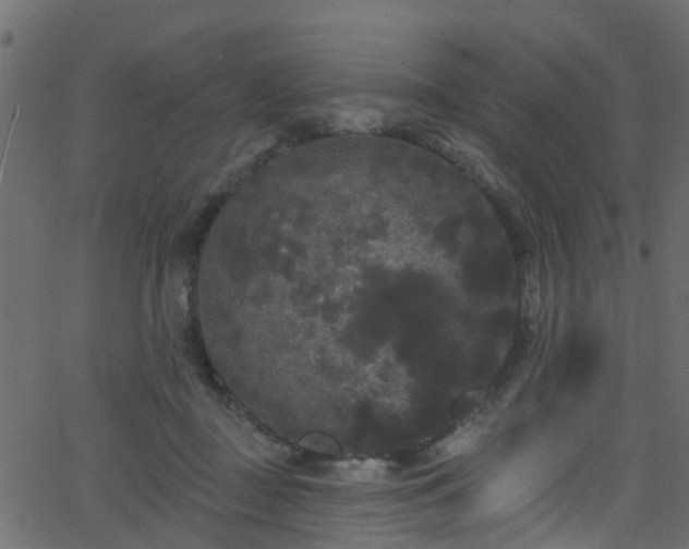 X0000068770363200605011033