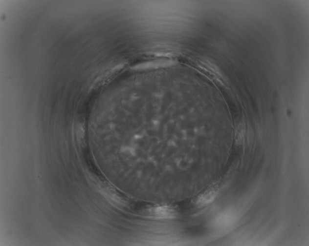 X0000068770365200605011033