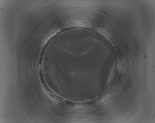 X0000068770390200605011032