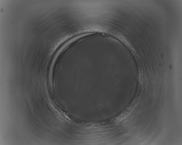 X0000068770434200605011031