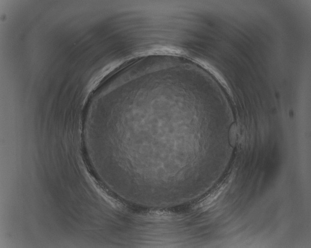 X0000068770437200605011031