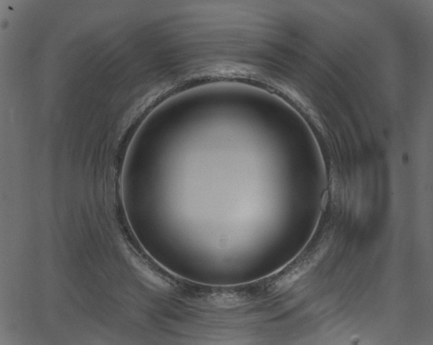 X0000068770445200605011031