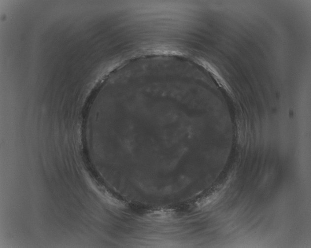 X0000068770447200605011031