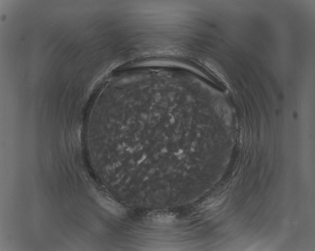 X0000068770491200605011031