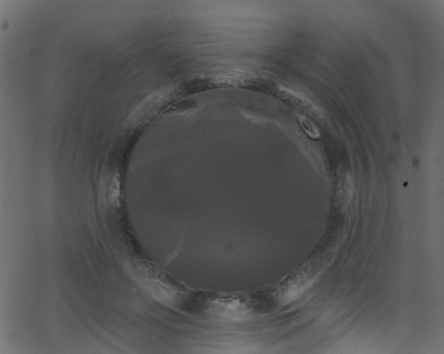 X0000068770502200605011030