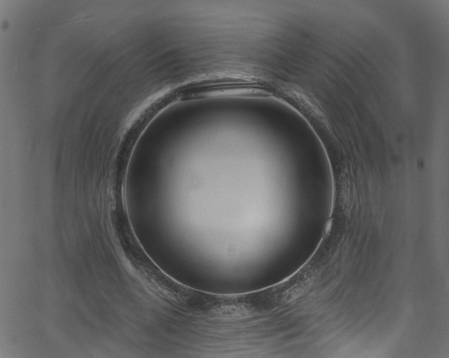 X0000068770536200605011029