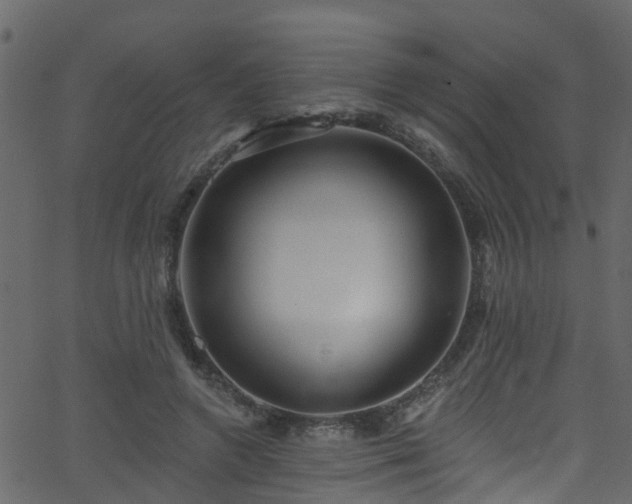 X0000068770546200605011029