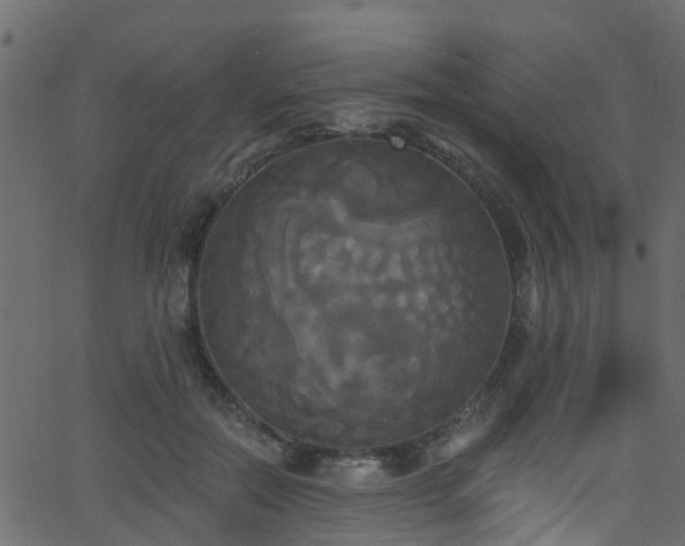 X0000068770554200605011030