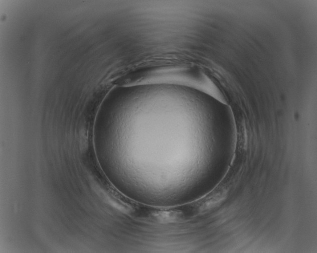 X0000068770558200605011030