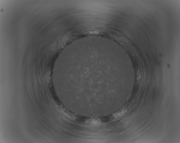 X0000068770559200605011030