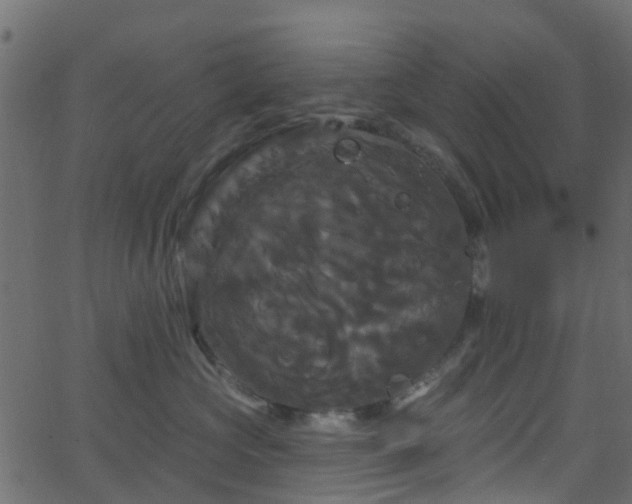 X0000068770573200605011030