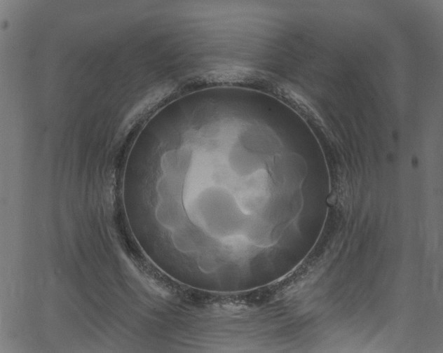 X0000068770586200605011029