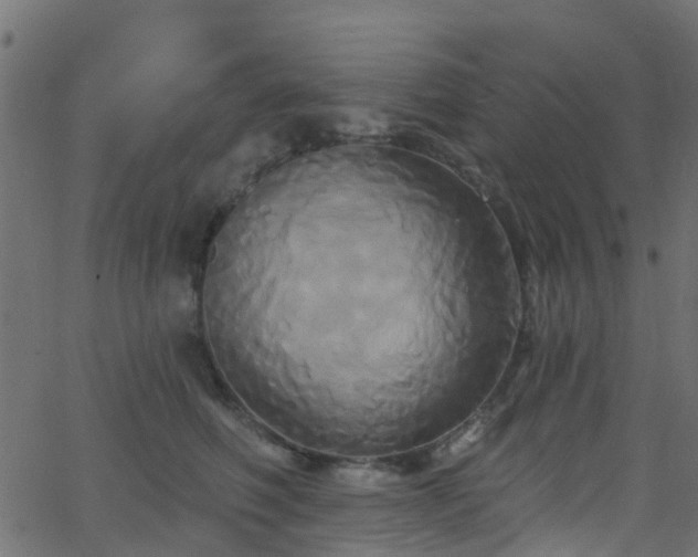 X0000068770614200605011029